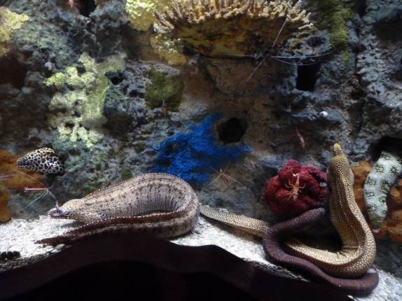 Coleção de moréias coloridas no Aquário de Monterey, no litoral da Califórnia, nos Estados Unidos